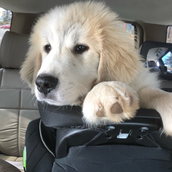 Meet your Posher, Sierra - Picture 5 of 5